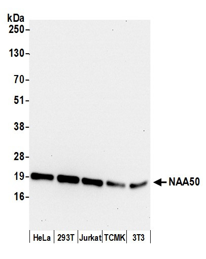 NAA50 Antibody in Western Blot (WB)