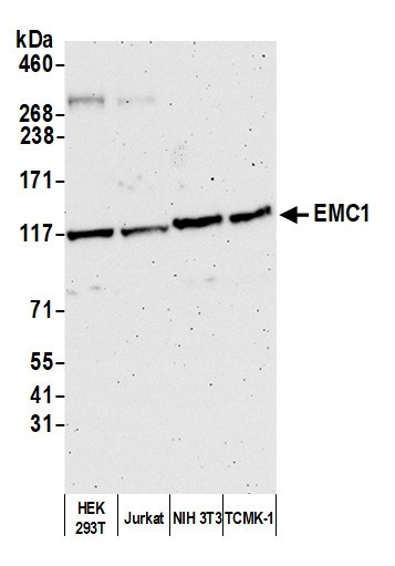 EMC1 Antibody in Western Blot (WB)