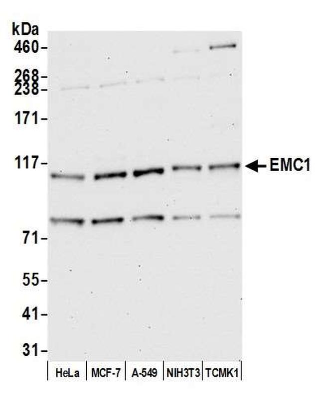 EMC1 Antibody in Western Blot (WB)