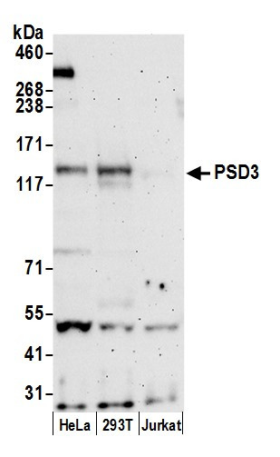 PSD3 Antibody in Western Blot (WB)