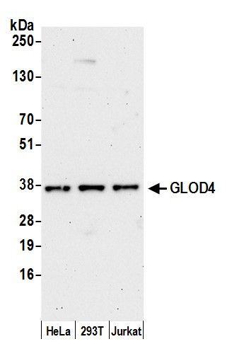 GLOD4 Antibody in Western Blot (WB)