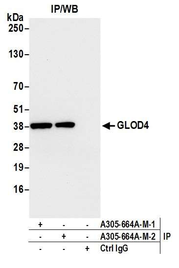 GLOD4 Antibody in Immunoprecipitation (IP)