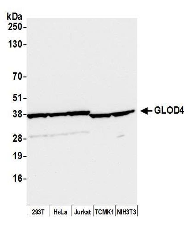 GLOD4 Antibody in Western Blot (WB)