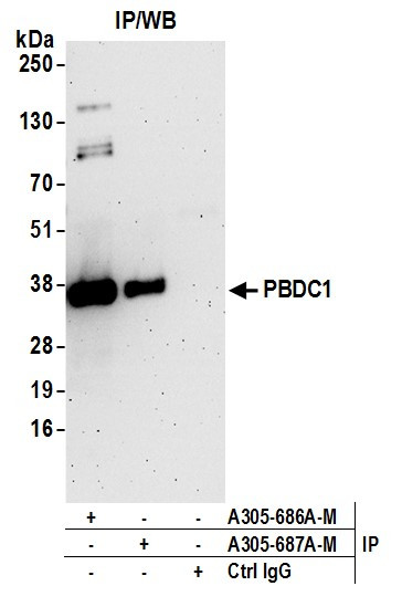 PBDC1 Antibody in Immunoprecipitation (IP)