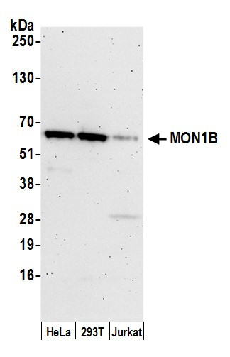 MON1B Antibody in Western Blot (WB)