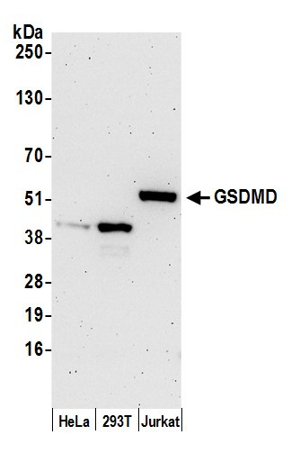 GSDMD Antibody in Western Blot (WB)