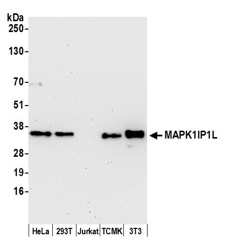 MAPK1IP1L Antibody in Western Blot (WB)