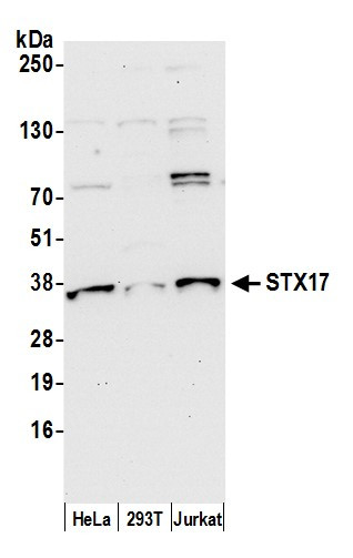 STX17 Antibody in Western Blot (WB)