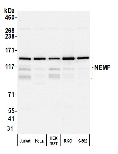 NEMF Antibody in Western Blot (WB)