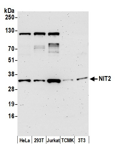 NIT2 Antibody in Western Blot (WB)