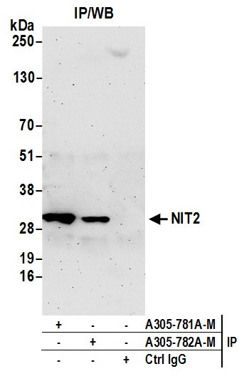 NIT2 Antibody in Immunoprecipitation (IP)