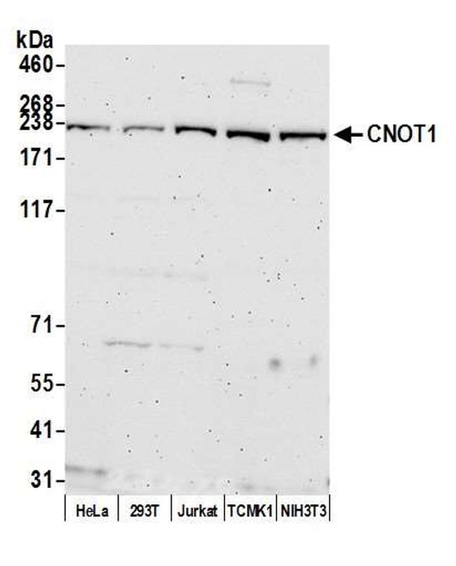 CNOT1 Antibody in Western Blot (WB)