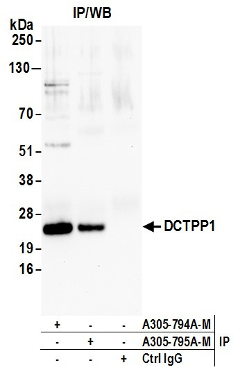 DCTPP1 Antibody in Immunoprecipitation (IP)