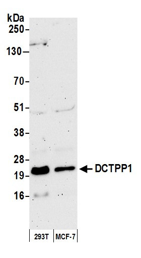 DCTPP1 Antibody in Western Blot (WB)