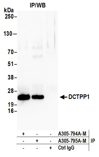 DCTPP1 Antibody in Immunoprecipitation (IP)
