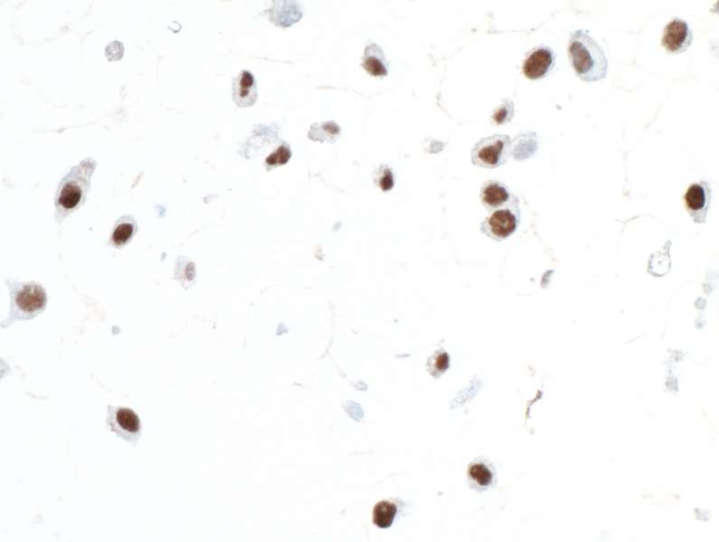 SOX10 Antibody in Immunocytochemistry (ICC/IF)