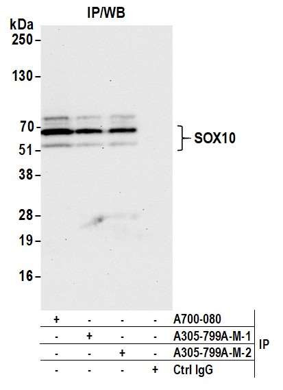 SOX10 Antibody in Immunoprecipitation (IP)