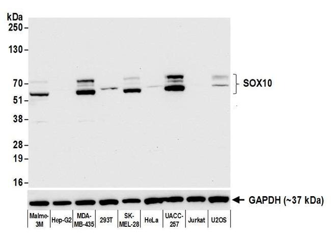 SOX10 Antibody in Western Blot (WB)