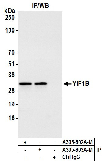 YIF1B Antibody in Immunoprecipitation (IP)