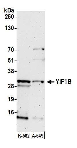 YIF1B Antibody in Western Blot (WB)