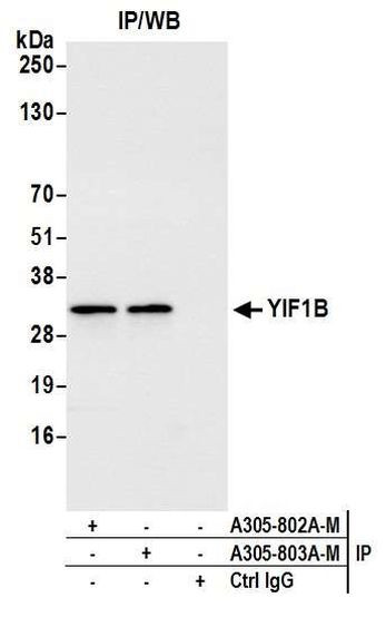 YIF1B Antibody in Immunoprecipitation (IP)