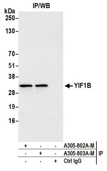 YIF1B Antibody in Immunoprecipitation (IP)