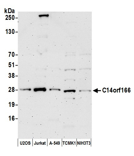 C14orf166 Antibody in Western Blot (WB)