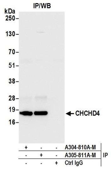 CHCHD4 Antibody in Immunoprecipitation (IP)