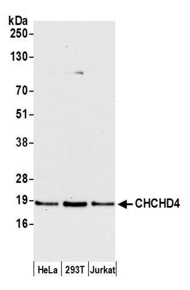 CHCHD4 Antibody in Western Blot (WB)