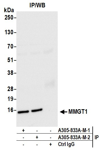 MMGT1 Antibody in Immunoprecipitation (IP)