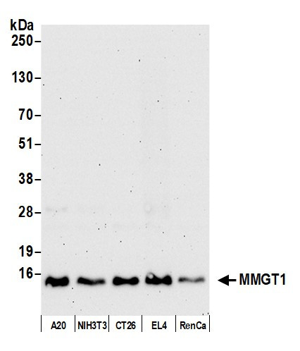 MMGT1 Antibody in Western Blot (WB)