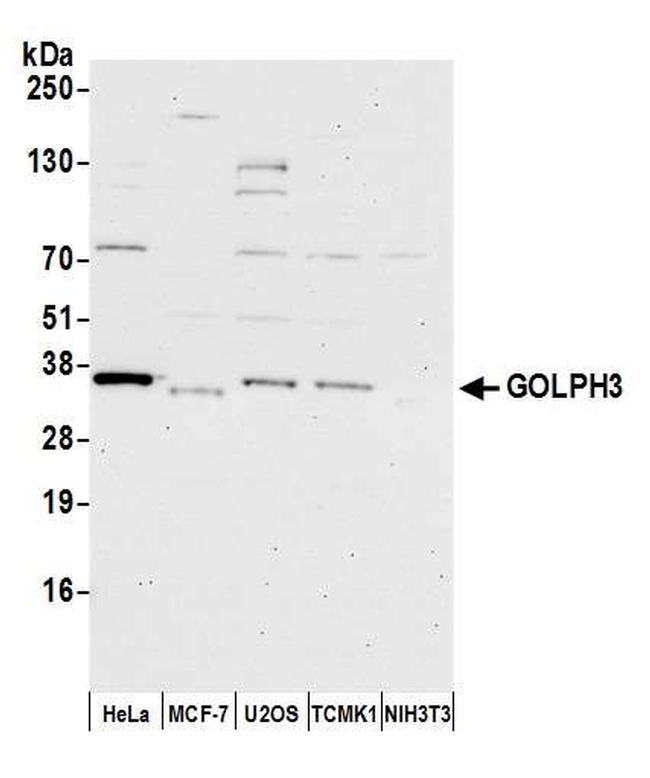 GOLPH3 Antibody in Western Blot (WB)