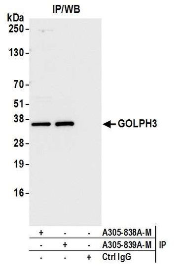 GOLPH3 Antibody in Immunoprecipitation (IP)