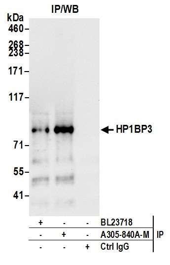 HP1BP3 Antibody in Immunoprecipitation (IP)