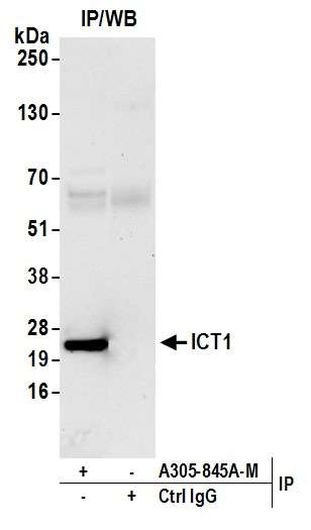 ICT1 Antibody in Immunoprecipitation (IP)