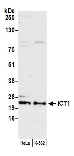 ICT1 Antibody in Western Blot (WB)