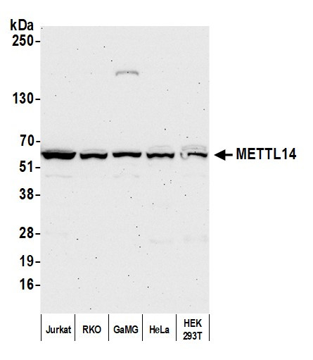 METTL14 Antibody in Western Blot (WB)