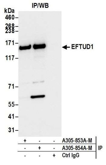 EFTUD1 Antibody in Immunoprecipitation (IP)