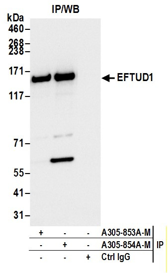 EFTUD1 Antibody in Immunoprecipitation (IP)