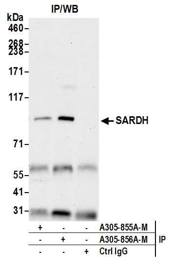 SARDH Antibody in Immunoprecipitation (IP)