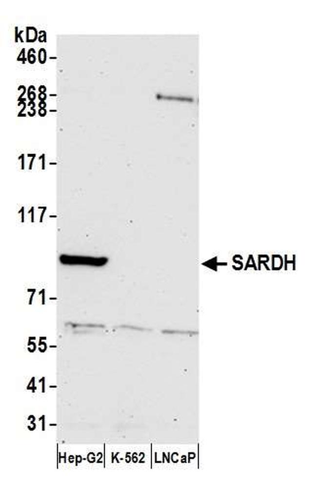 SARDH Antibody in Western Blot (WB)