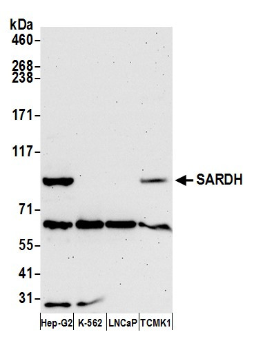 SARDH Antibody in Western Blot (WB)