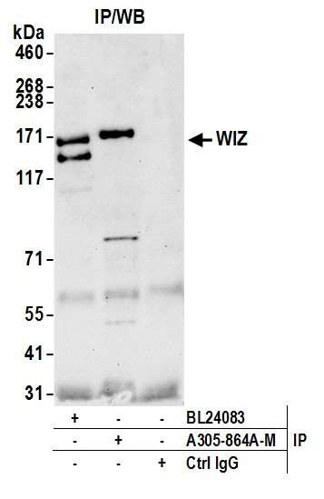 WIZ Antibody in Immunoprecipitation (IP)