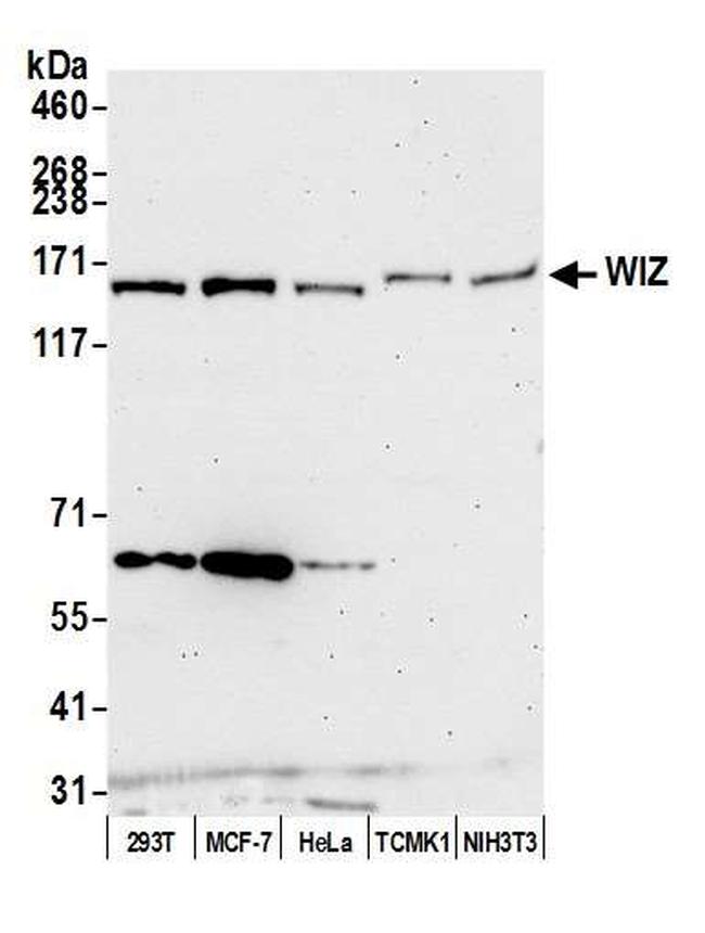 WIZ Antibody in Western Blot (WB)