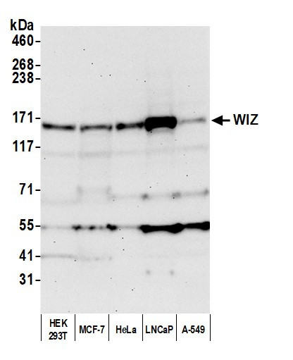 WIZ Antibody in Western Blot (WB)