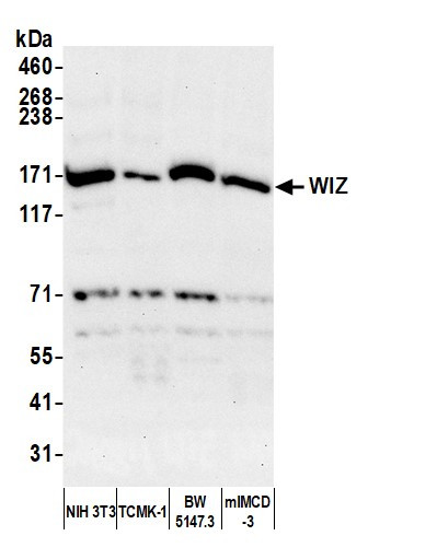 WIZ Antibody in Western Blot (WB)