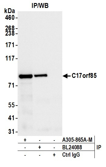 C17orf85 Antibody in Immunoprecipitation (IP)