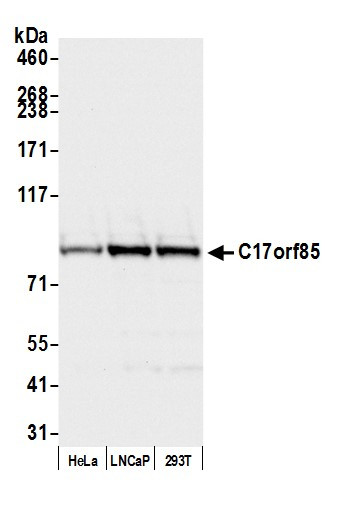 C17orf85 Antibody in Western Blot (WB)