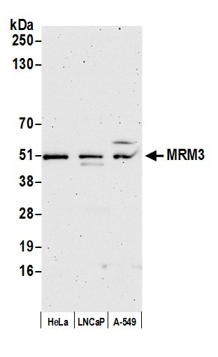 MRM3 Antibody in Western Blot (WB)