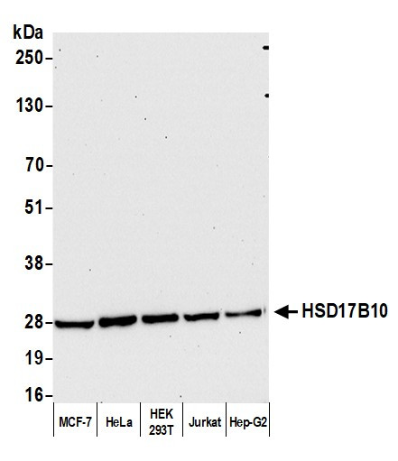 HSD17B10 Antibody in Western Blot (WB)